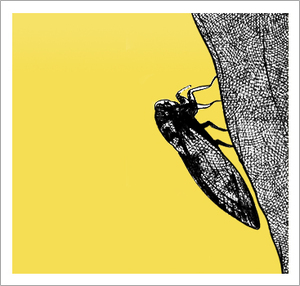 cicada.jpg