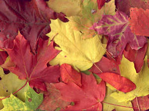 autumn-leaves.jpg